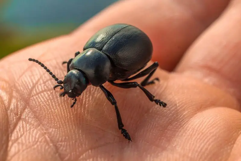 Un coléoptère noir assis sur la main d'une personne.