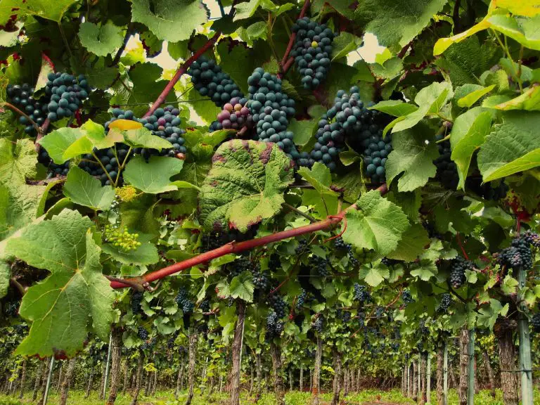 Comment se déroulent la vente et l’acquisition d’un domaine viticole ?
