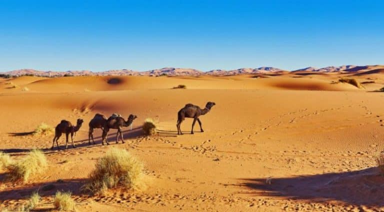 Les principales raisons d’investir au Maroc