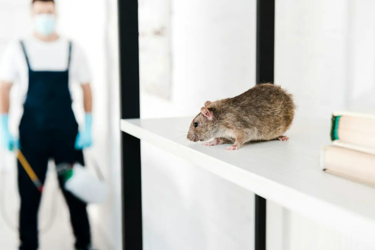 Un homme se tient à côté d’un rat sur une étagère