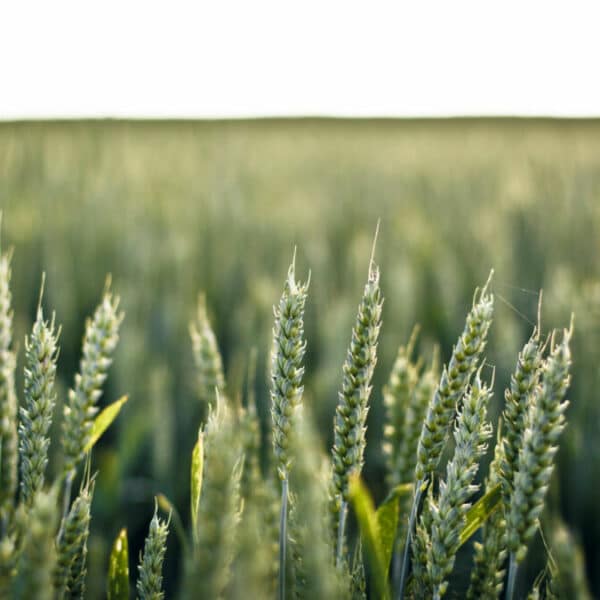 Qu'est-ce que le ray-grass et pourquoi est-ce important ?