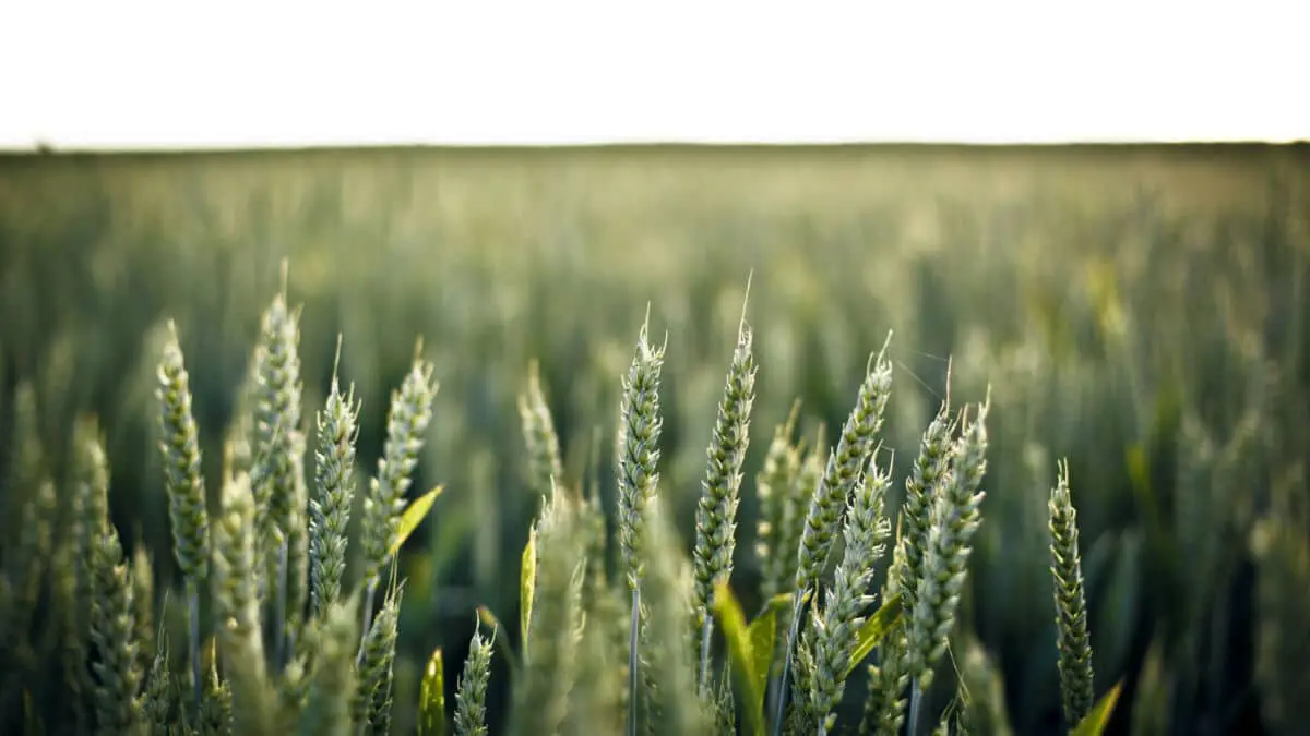 Qu'est-ce que le ray-grass et pourquoi est-ce important ?