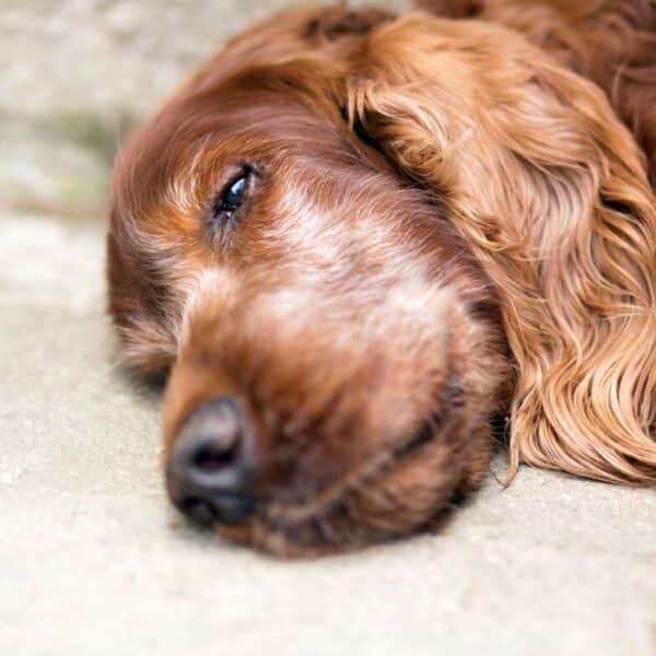 Un chien brun à poils longs est allongé sur le côté sur une surface en béton, semblant se reposer avec les yeux partiellement ouverts.
