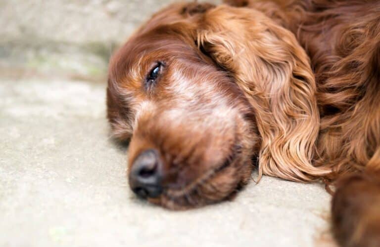 Un chien brun à poils longs est allongé sur le côté sur une surface en béton, semblant se reposer avec les yeux partiellement ouverts.