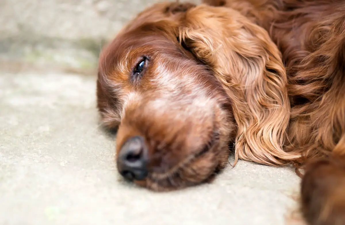 Un chien brun à poils longs est allongé sur le côté sur une surface en béton, semblant se reposer avec les yeux partiellement ouverts.