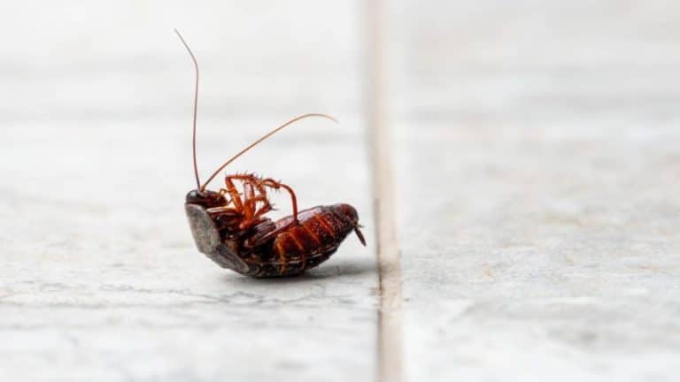 Blattes à Strasbourg : les meilleures méthodes pour diagnostiquer et éliminer l'infestation