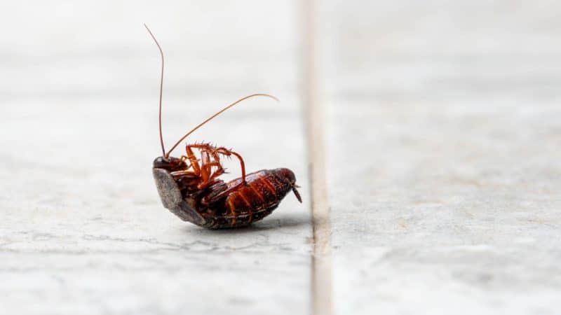 Blattes à Strasbourg : les meilleures méthodes pour diagnostiquer et éliminer l'infestation